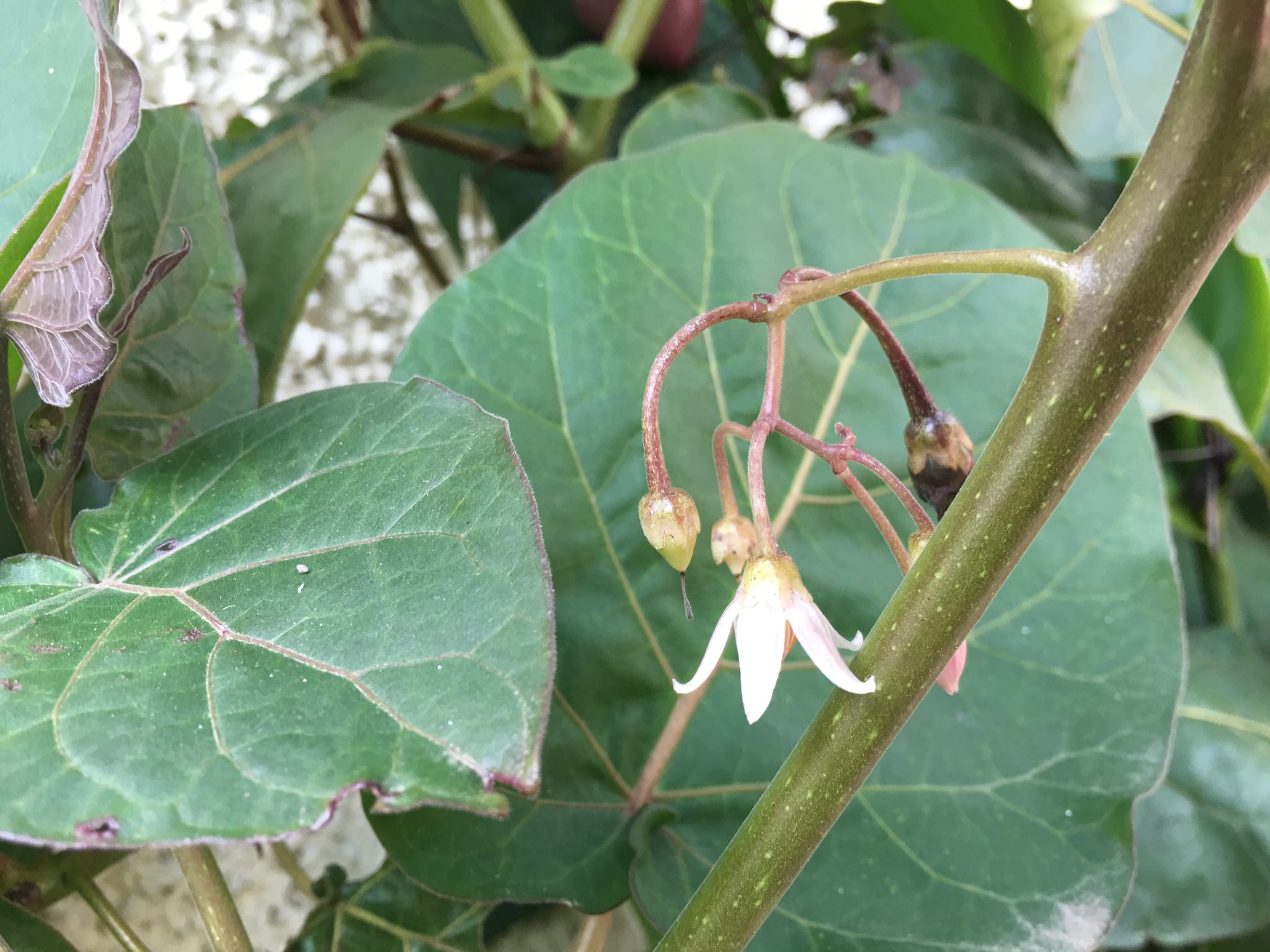 Solanum betaceum